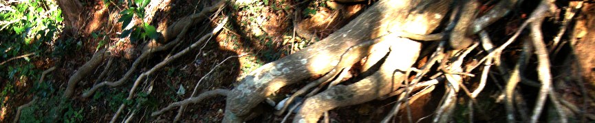 Random header image... Refresh for more!